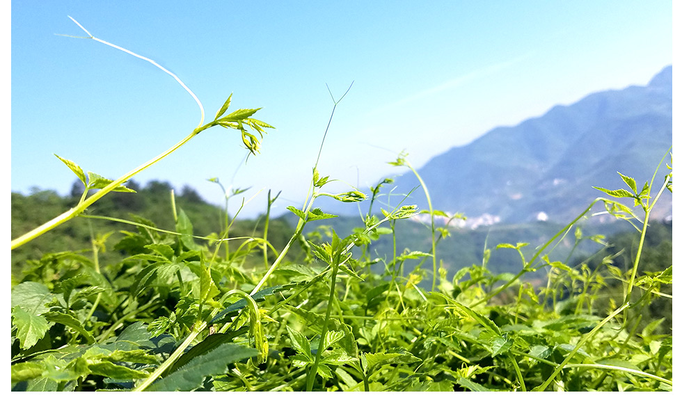 【热款】平利绞股蓝茶 五叶七叶野生胶股蓝茶平利绞股蓝茶野生绞股蓝