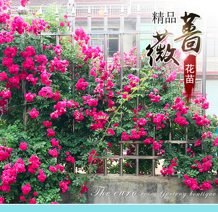 当年开花蔷薇花苗六年大苗爬藤花卉四季开花蔷薇苗盆栽地栽植物庭院阳台耐寒花苗月季玫瑰花苗十姐妹不含盆 图片价格品牌报价 京东