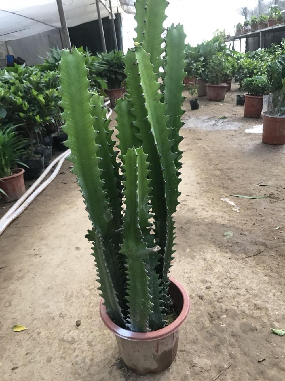 多肉巴西龙骨花量天尺仙人柱龙骨嫁接彩麒麟 龙骨嫁接彩麒麟35-45厘米