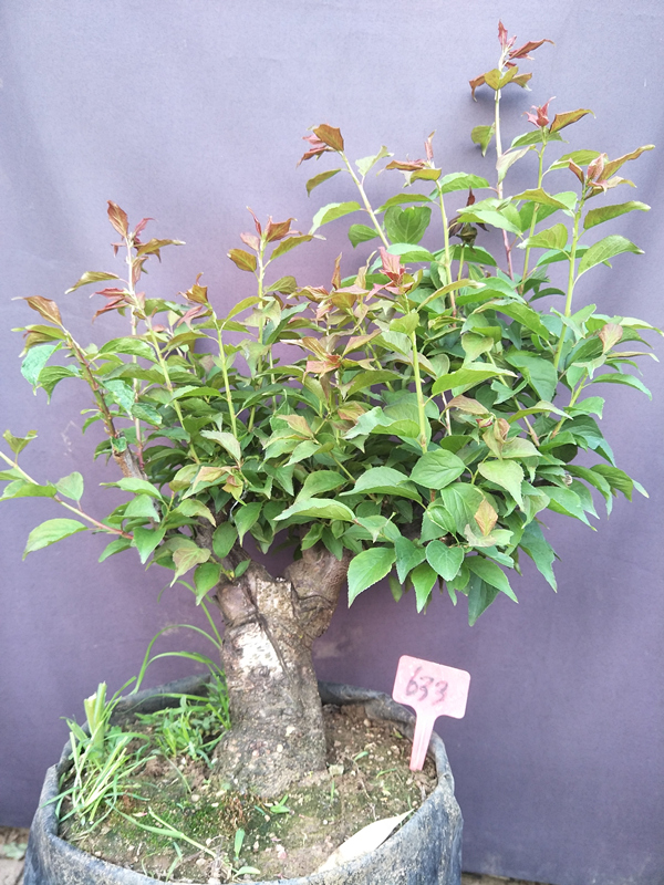 红梅花盆栽梅花苗原生红梅树桩盆景绿梅骨里红乌梅树苗 15年红梅 不含