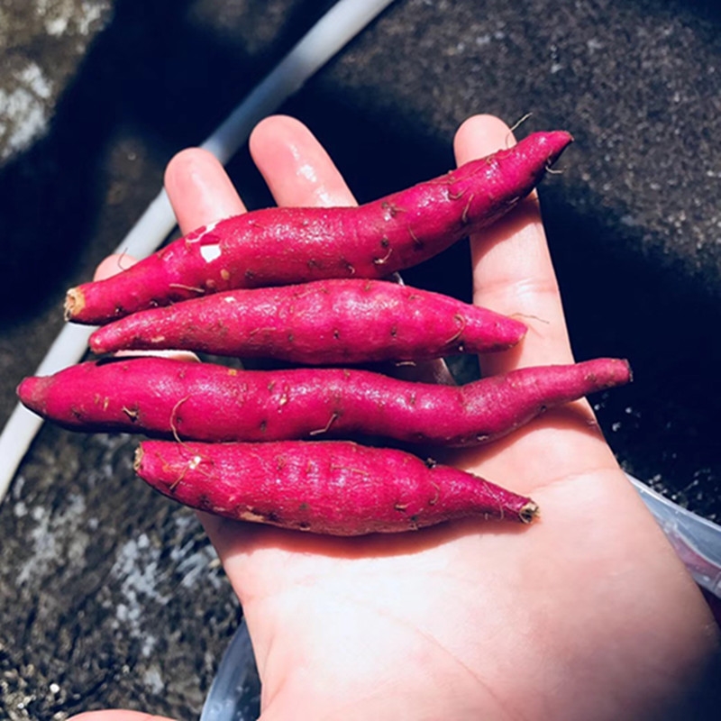 [商南助农馆]迷你手指小红薯农家自种应季新鲜红皮蔬菜香甜蜜薯沙地