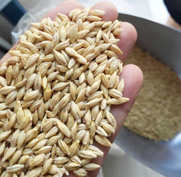 花中酷青稞大麦种子燕麦种子油菜种子甜苦荞麦种子薏米种子草木樨种子