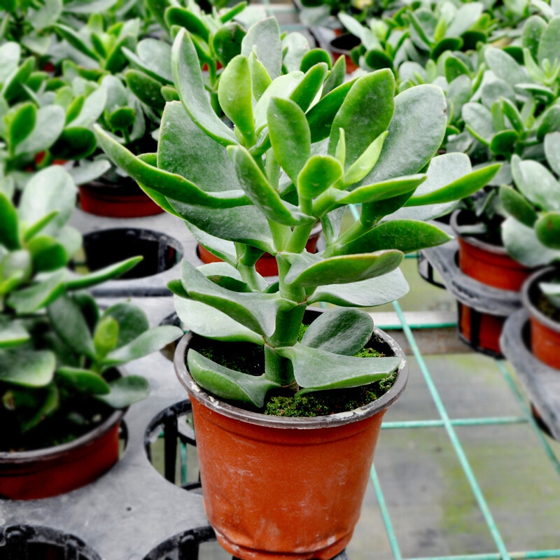 多肉植物三色花月玉树玉树盆栽苗金枝玉叶大厚脸皮景天树客厅花卉多肉