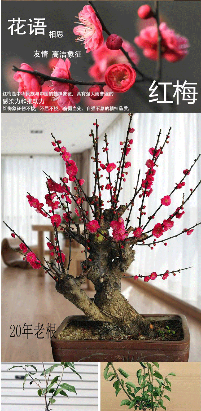 盆景树桩 红梅盆景 腊梅树苗 樱花 茶花苗三角梅 桂花 梅花盆景盆栽