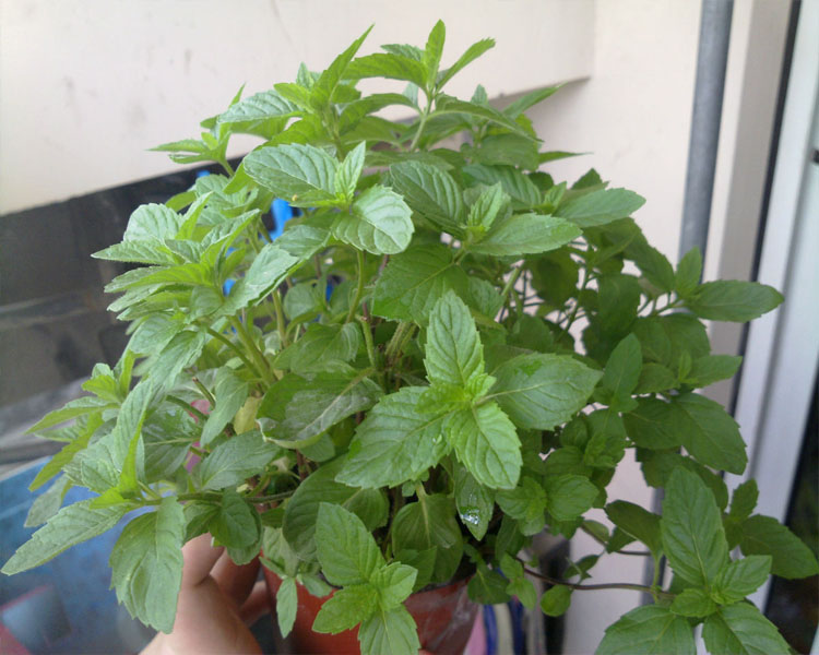 一名花匠一名花匠食用香草盆栽花卉柠檬香水薄荷有柠檬般清爽甜香薄荷