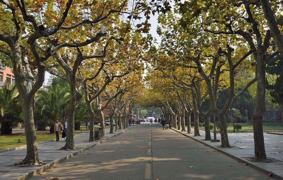 苗彩园艺 法国梧桐树苗速生法桐苗小苗别名法桐悬铃木青皮梧桐凤凰