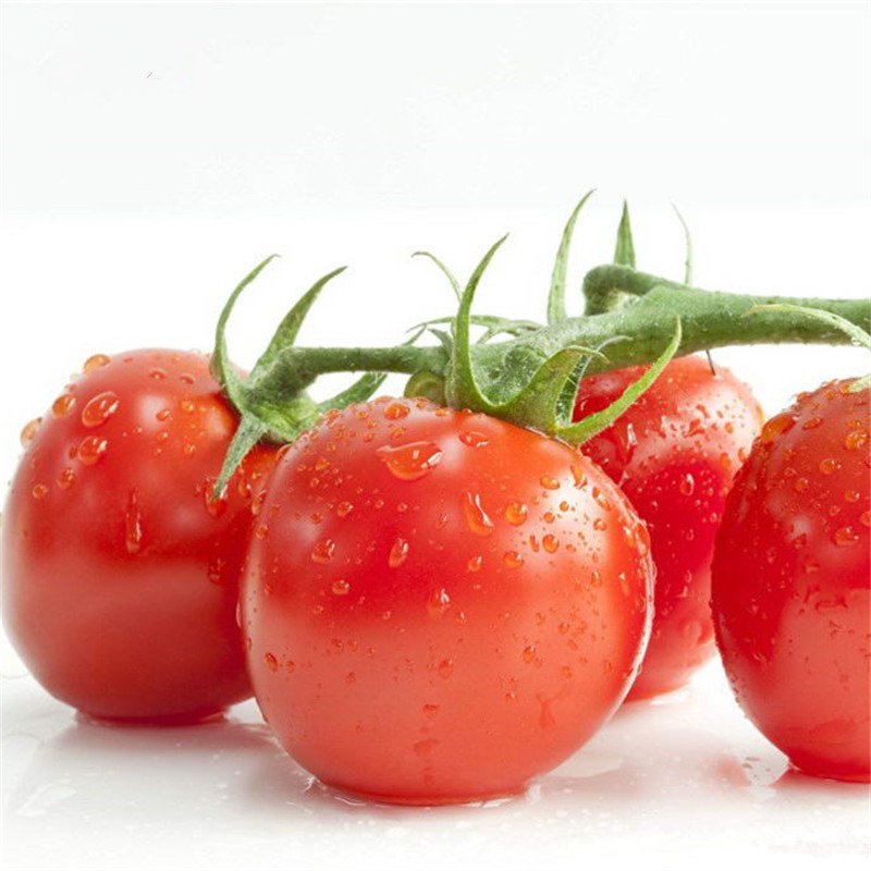 花中酷茄种子西红柿圣女果种子原包装的巧克力番茄