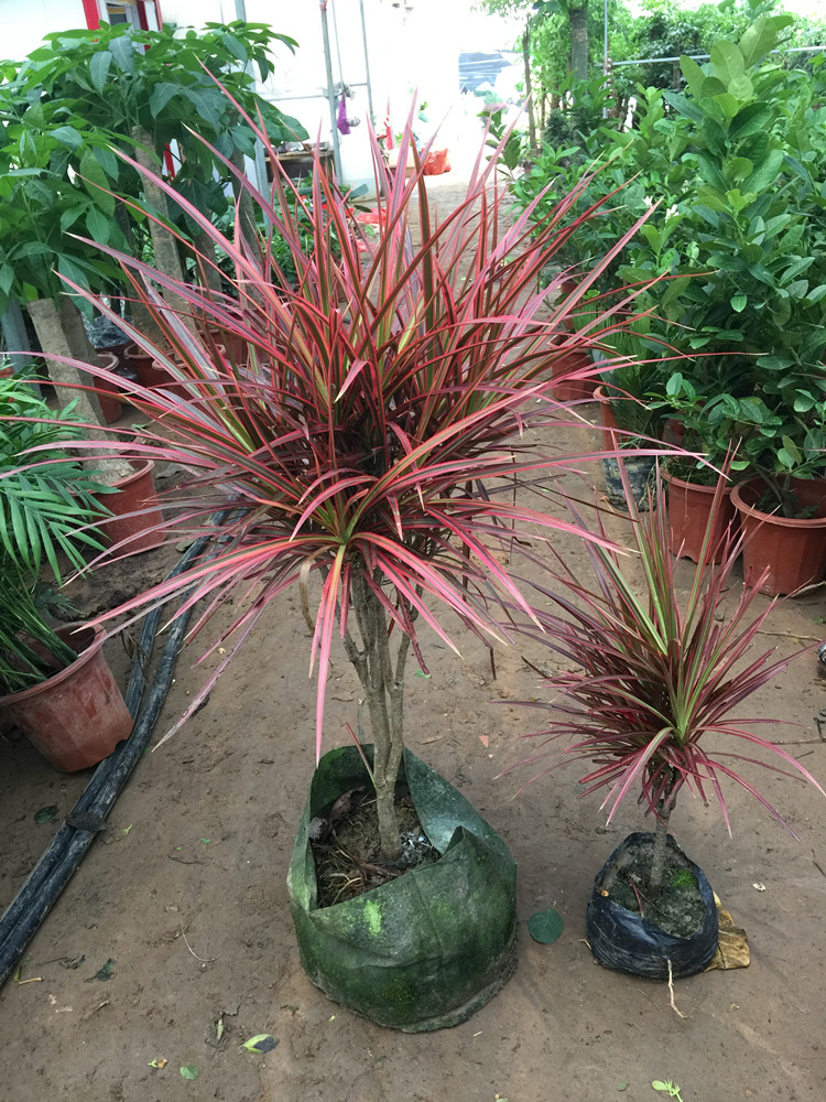 七彩铁 五彩千年木盆栽庭院室内阳台彩叶绿植 三色龙血树红竹观叶花镜