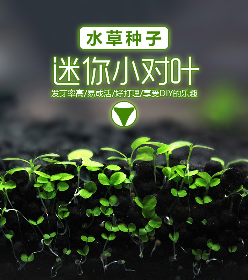 水族鱼缸装饰水草种子水草泥前景草真植物懒人造景无需二氧化碳小对叶