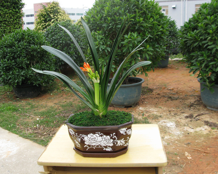 盆栽花卉君子兰盆栽君子兰苗花叶圆头雀兰君子兰花苗君子兰1214片品种