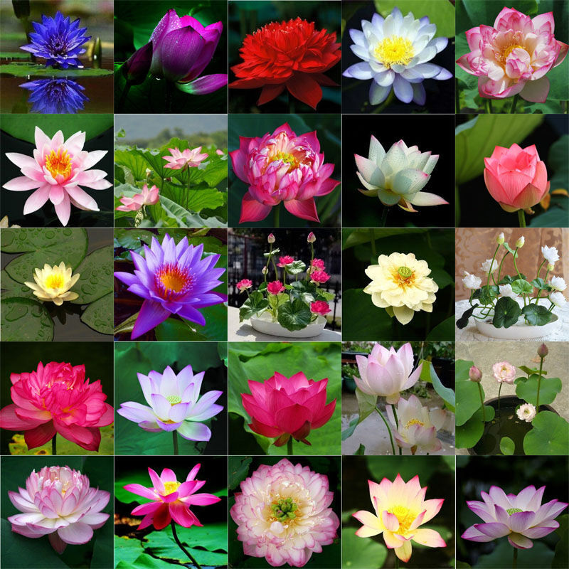 【618大促】荷花睡莲花种碗莲种子盆栽水培绿植花卉种子