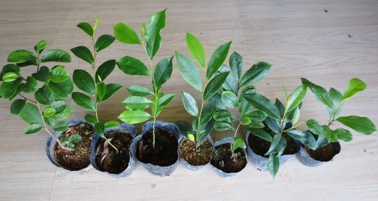 荣凯 树苗红花含笑苗 含笑花树苗 含笑花盆栽紫花含笑盆栽花苗 四年苗