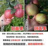Yujian Orange Authentic Daliangshan Yanyuan Chou Apple Seasonal Fresh Fruit 2025 Fresh Fruit Net Weight 2.5 Jin 8-12 Small and Medium Fruits