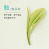 Lu Zhenghao Anji White Tea Mingqian Special Grade 2025 New Tea Launched Green Tea Anji Core Production Area Paper Pack 100g