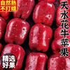 Gift Box Authentic Gansu Tianshui Huaniu Apples, Damaged Fruits Included, Color Box, Net 4.5 Jin, Large Fruits 80-84mm