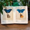 China National Geographic Illustrated Book of Flora and Fauna Butterfly Bible Plant Bible Officially Authorized by the Museum Plant Butterfly Flower Atlas Butterfly Bible + Plant Bible (two-volume set)
