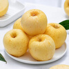 Try Weihai Golden Venus Apple, single fruit starting from 160g, 9 pieces in pack, fresh fruit, direct shipping from the source, free shipping