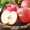 Goodnon Yantai Red Fuji Apples 9-12 pieces, single fruit over 200g, fresh fruit gift box