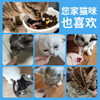 Cute Becks Cat Snacks Dried Fish 100g Natural and Healthy Dried Fish Calcium Supplement Snacks for Kittens All-stage Cat Snacks