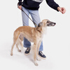 COACH small pet leash CH155IMVGA