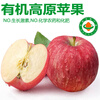 Zhu's Orange Organic Plateau Apple Red Fuji Fresh Fruit High-end Seasonal Apple Whole Box Fresh Gift Box Gift Box 12 Fruits for Family Taste, About 5 Jin in Box