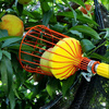 Shantou Lincun's new fruit-picking artifact orchard high-altitude picker garden fruit picking basket picking tool random color without pole