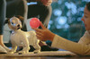 Sony (SONY)Sony aibo fourth generation intelligent emotional bionic machine toy dog. Sony aibo fourth generation intelligent emotional bionic machine toy 1