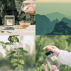 Leeziins Jade Dragon Tea Fragrance Men's Perfume Women's Perfume Long-lasting Light Fragrance Leaves Tea Fragrance as Christmas Gifts for Girls and Boys