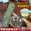 Zanthoxylum bungeanum log handmade jewelry wild Zanthoxylum bungeanum branch DIY production of molar stick carving handle original 3cm thick * 10cm long 2 pieces