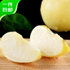 Jingxiansheng Shandong Venus Apple 8.5kg, single fruit 75-80mm, shipped directly from the source, free shipping