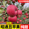 2025 Authentic Yunnan Zhaotong Rock Candy Apple Fresh Fruit Apple Seasonal Crisp Sweet Fruit Origin Straight Hair 9 Jin Pack Extra Large Fruit (90-100mm)