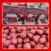 Jingxiansheng Gansu Tianshui Huaniu apples are big and red, 4.5 catties single fruit 260g + shipped directly from the source, free shipping