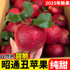 2025 Authentic Yunnan Zhaotong Rock Candy Apple Fresh Fruit Apple Seasonal Crisp Sweet Fruit Origin Straight Hair 9 Jin Pack Extra Large Fruit (90-100mm)