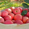 Dongdong Farm exclusively supplies Shandong Yantai Red Fuji apples, crispy, sweet and juicy Qixia ugly apples 80mm + 9kg in box