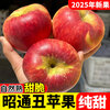 2025 Authentic Yunnan Zhaotong Rock Candy Apple Fresh Fruit Apple Seasonal Crisp Sweet Fruit Origin Straight Hair 9 Jin Pack Extra Large Fruit (90-100mm)