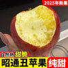 2025 Authentic Yunnan Zhaotong Rock Candy Apple Fresh Fruit Apple Seasonal Crisp Sweet Fruit Origin Straight Hair 9 Jin Pack Extra Large Fruit (90-100mm)