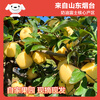 Beijing Fresh Shandong Cream Fuji Apple Net Weight 8 Jin Single Fruit 170g Fresh Fruit Direct Shipping from the Source