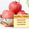 Dongdong Farm exclusively supplies Shandong Yantai Red Fuji apples, crispy, sweet and juicy Qixia ugly apples 80mm + 9kg in box