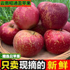 2025 Yunnan Zhaotong Chou Apple Rock Candy Heart Seasonal Fresh Fruits Full Box Gift Box Fresh Fruit Seasonal Full Box 6 Jin Large Fruit Fruit Diameter 75-80 About 12 Pieces