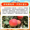 Aksu Apple Xinjiang Direct Mail Authentic Xinjiang Aksu Rock Candy Heart Apple Fruit Fresh Seasonal Red Fuji Ugly Apple 5 catties of high-quality fruit丨Single fruit 80-100mm丨Net weight 4.5 catties (7-9 pieces)