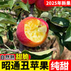 2025 Authentic Yunnan Zhaotong Rock Candy Apple Fresh Fruit Apple Seasonal Crisp Sweet Fruit Origin Straight Hair 9 Jin Pack Extra Large Fruit (90-100mm)