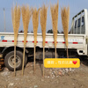 Iron broom sanitation large broom sweeping yard construction site outdoor factory sweeping street fallen leaves courtyard iron tree old-fashioned broom bamboo pole iron broom 10 finished products shipped without installation