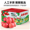 Authentic Yantai fresh apple fruit, 5 jins, 10 jins, seasonal whole box Qixia crispy sweet apple gift box, gift box with 85mm or more high-quality fruit king, highly recommended by the store manager (gift box sent randomly) 10 jins (net weight 9 jins)