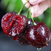 Jingdida Chilean cherries net weight 0.9 catties 3J grade imported cherries Jingdong self-operated fresh fruit direct from the source with free shipping