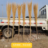 Iron broom sanitation large broom sweeping yard construction site outdoor factory sweeping street fallen leaves courtyard iron tree old-fashioned broom bamboo pole iron broom 10 finished products shipped without installation