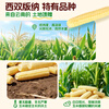 Grandpa's Farm Children's Thumb Corn 400g (6-8 pieces) Baby and Children's Breakfast Snacks Multigrain Thumb White Waxy Corn