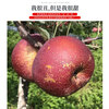 Sichuan Apple Crisp Sweet Rock Candy Heart Fuji Apple Fruit Fresh Salt Source Chou Apple Fresh 1kg 60-70mm+ Try it out