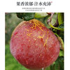 Sichuan Apple Crisp Sweet Rock Candy Heart Fuji Apple Fruit Fresh Salt Source Chou Apple Fresh 1kg 60-70mm+ Try it out