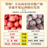 Authentic Yantai fresh apple fruit, 5 jins, 10 jins, seasonal whole box Qixia crispy sweet apple gift box, gift box with 85mm or more high-quality fruit king, highly recommended by the store manager (gift box sent randomly) 10 jins (net weight 9 jins)