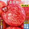 Authentic Yantai fresh apple fruit, 5 jins, 10 jins, seasonal whole box Qixia crispy sweet apple gift box, gift box with 85mm or more high-quality fruit king, highly recommended by the store manager (gift box sent randomly) 10 jins (net weight 9 jins)